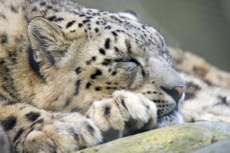 豹，雪豹，雪豹，野猫，枪口，休息，睡觉