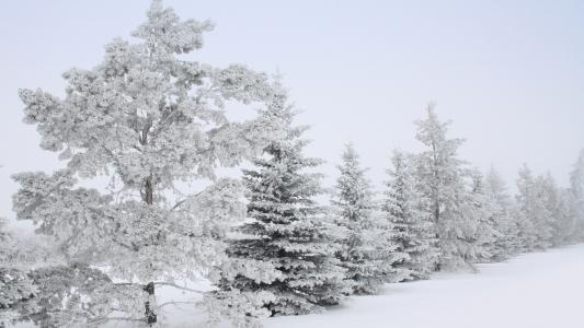 雪，树，天空，树木