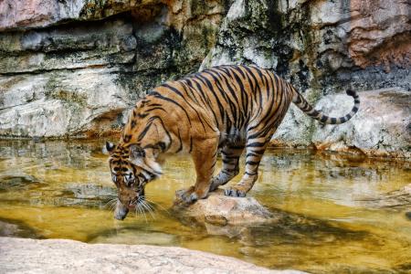 老虎，野猫，洗澡，池塘
