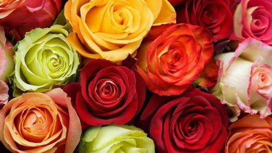 玫瑰，花蕾，红色，橙色，黄色，绿色，白色，鲜花