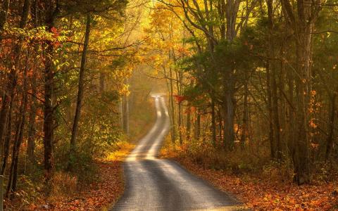 景观，道路，秋季