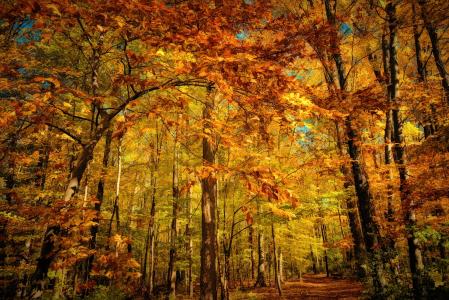 森林，黄色，橙色，秋天，叶子
