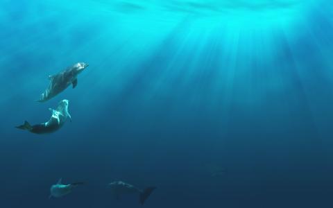 海豚玩耍，通过水中射线