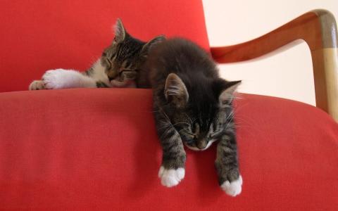 两个，小，小猫，甜，梦想，扶手椅