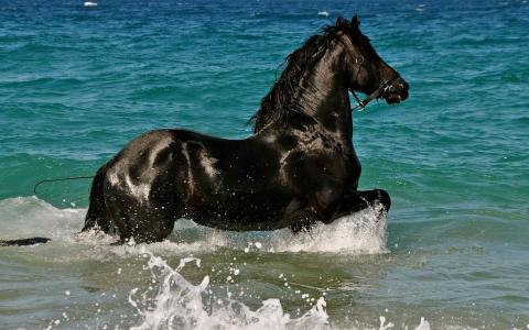 马，马，黑，沐浴，水，喷雾