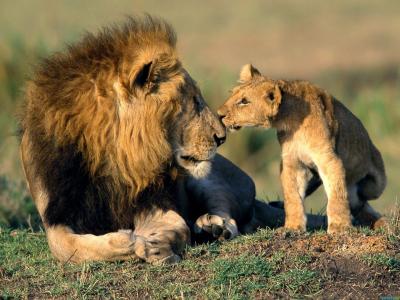 狮子，狮子，父亲，儿子，猫