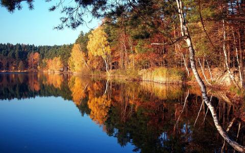 自然，树，湖，秋天
