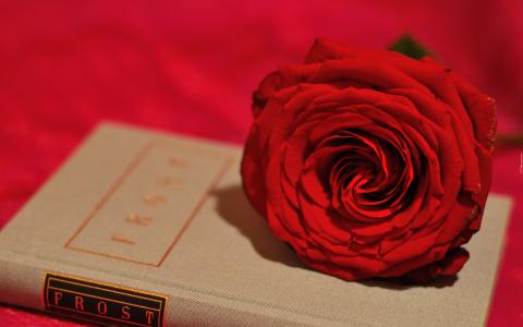猩红色，玫瑰，书
