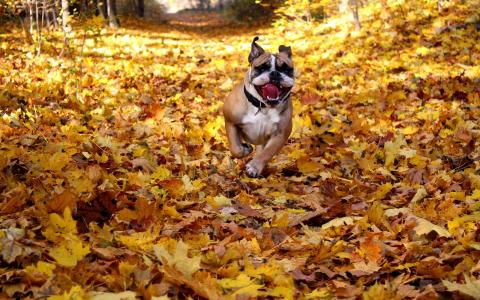 秋天，狗，叶子，朋友，英国牛头犬