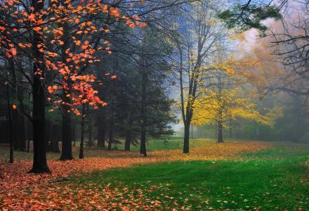 秋天，树木，公园，雾，景观