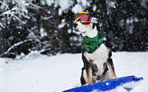 狗，雪，朋友，冬天