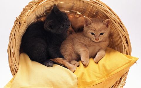 篮子里的小猫咪，枕头