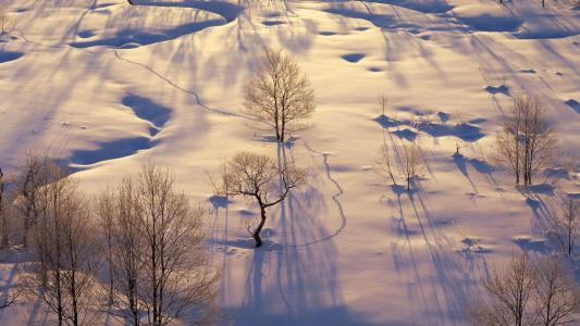 路径，雪，树木