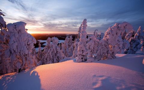 拉普兰，芬兰，冬天，日落，树木，风景