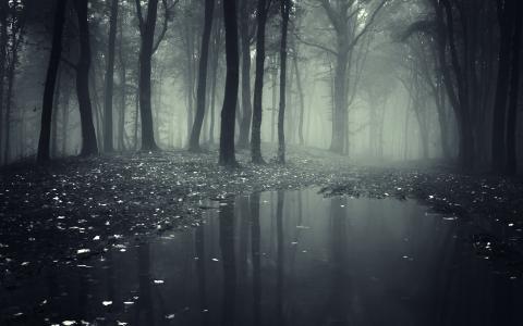 雾，森林，树木，水坑