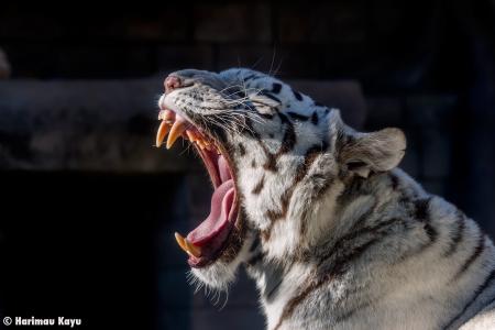 白虎，老虎，野猫，捕食者，枪口，打哈欠，嘴巴，f牙，舌头，动物园，光