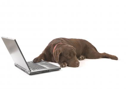 собака，ноутбук，лаптоп