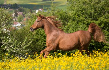马，马，红，奔跑，鬃毛，恩典，夏天，草地，（c）OliverSeitz
