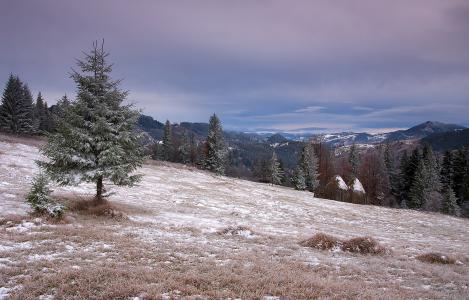 罗马尼亚，丘陵，树木，雪