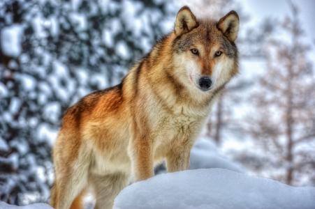狼，捕食者，枪口，毛皮，冬天