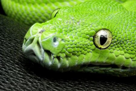 绿色的木蟒，蛇，蟒蛇，头
