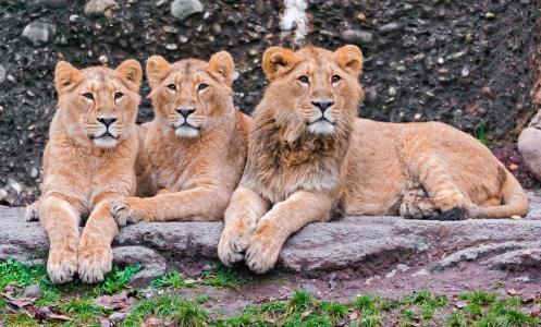 狮子，掠食者，三位一体