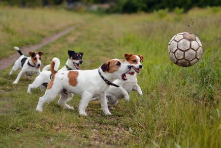 运动，足球，球，狗，朋友