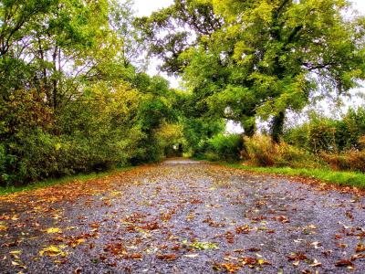 道路，树木，秋季，景观