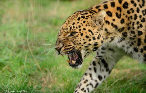 阿穆尔豹，豹，野猫，捕食者，枪口，嘴巴，f牙，笑容，愤怒，愤怒，威胁