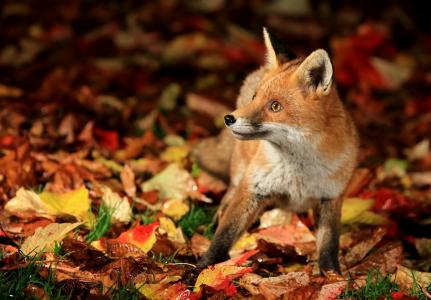 狐狸，狐狸，叶子，秋天