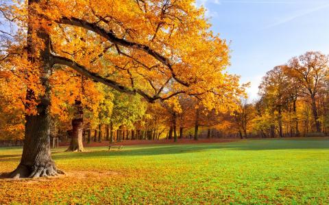 秋天，树木，林间空地，公园，叶子，金色的秋天