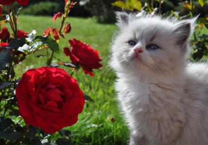 小猫，玫瑰，鲜花