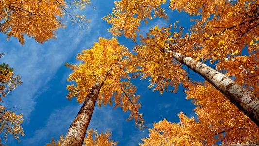 秋天，树木，天空，皇冠，性质