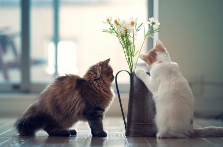 雏菊，汉娜，©Benjamin Torode，小猫，鲜花