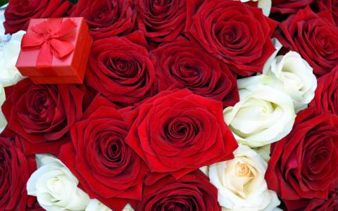 花束，鲜花，框，玫瑰，红色，提供