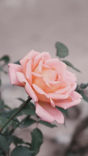 娇嫩优美的玫瑰花