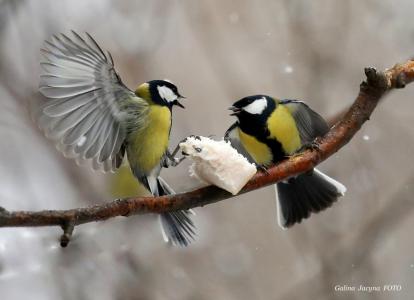 鸟，冬天，性质