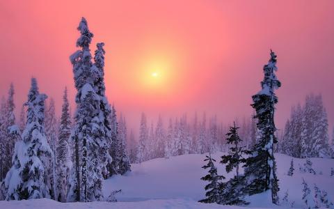 日落，冬天，木材