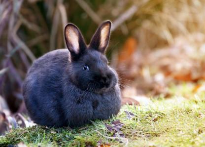 兔子，草，自然，羊毛，耳朵