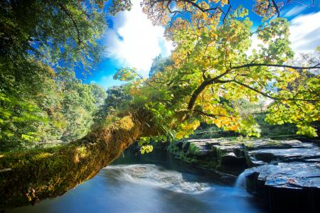 河，岩石，树木，瀑布，秋天，性质