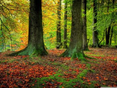 性质，森林，树干，秋天，树叶