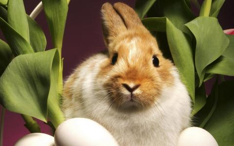 兔子，红耳朵，鸡蛋
