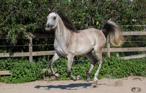 马，马，灰色，尾巴，鬃毛，奔跑，坎特，运动，畜栏，（c）OliverSeitz