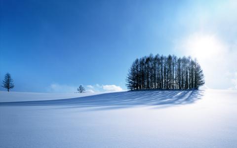 雪，树，太阳