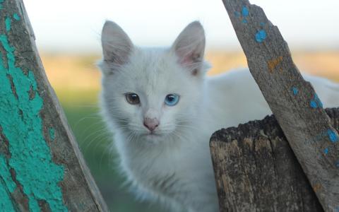 异色症，白色的猫