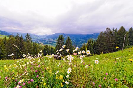 瑞士，瑞士，山脉，草地，花卉，树木，景观，chamomiles
