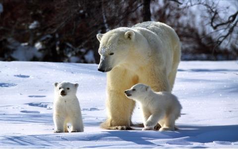 北极熊，幼崽，家庭，晴朗，雪花闪闪发光