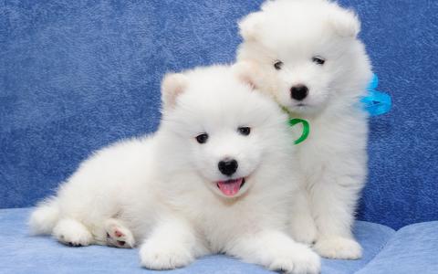 两个，有趣，白色，小狗