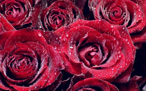玫瑰是红色的，露水滴