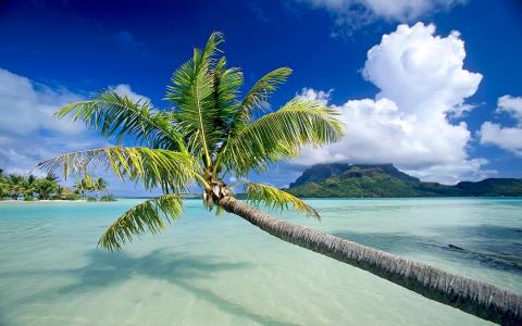 挂，沙滩，沙滩，海，棕榈树